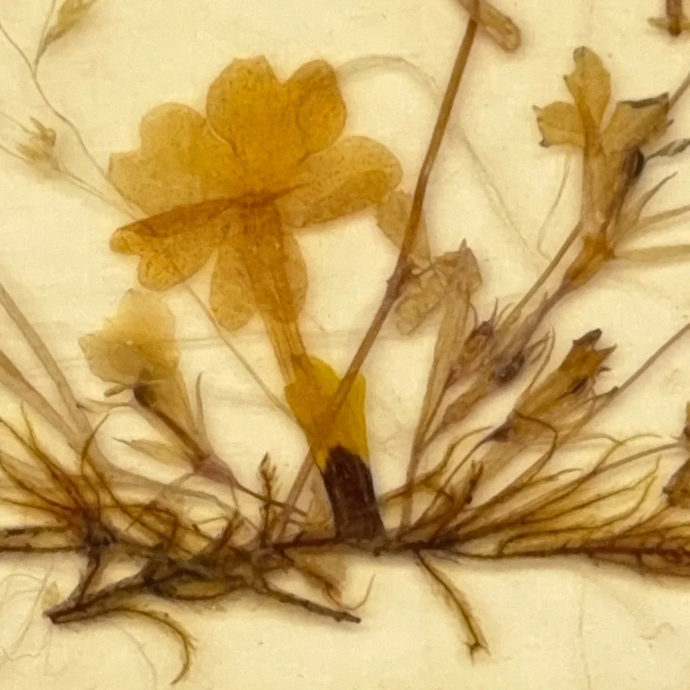 Vintage Dina West Germany Miniature Pressed Flower Art Gold‎ Frame 3.75